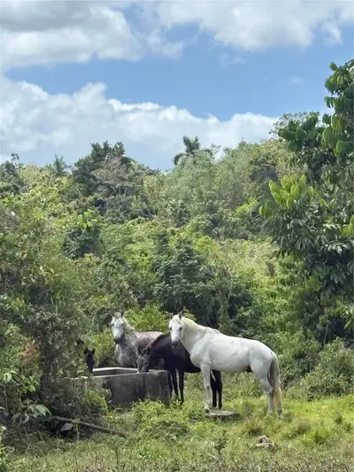 Carr 119 Int. 448 Km 3.7 Road, PR